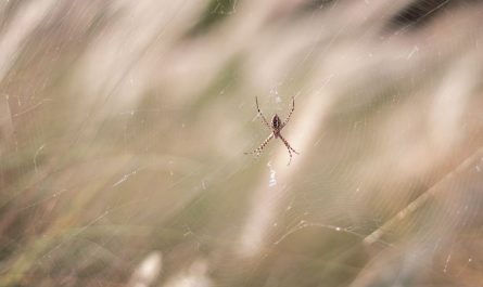 5 Spiritual Meanings of Dreaming about baby spiders