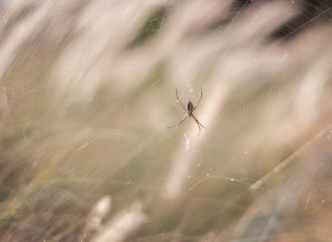 5 Spiritual Meanings of Dreaming about baby spiders