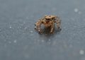 5 Spiritual Meanings of Dreaming about a big spider