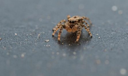5 Spiritual Meanings of Dreaming about a big spider