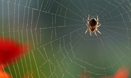 5 Spiritual Meanings of Dreaming about spider cubs
