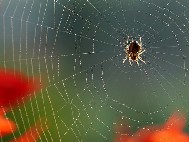 5 Spiritual Meanings of Dreaming about spider cubs