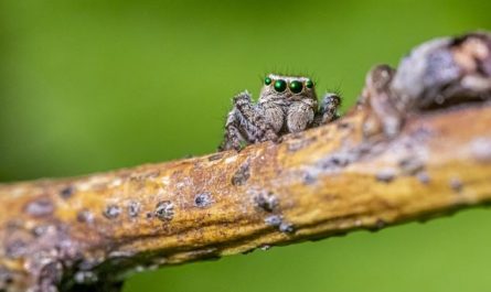 5 Spiritual Meanings of Dreaming about Spider King