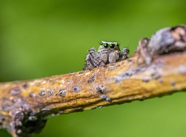 5 Spiritual Meanings of Dreaming about Spider King
