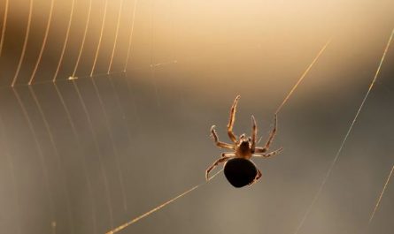 5 Spiritual Meanings of Dreaming about tarantula