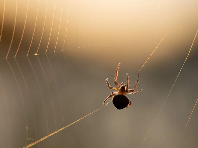 5 Spiritual Meanings of Dreaming about tarantula