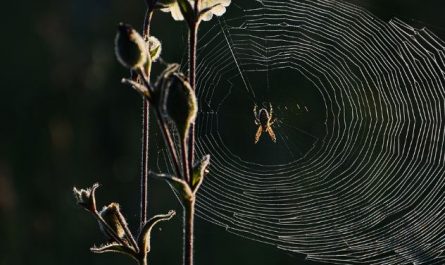 5 Spiritual Meanings of Dreaming about dead spider