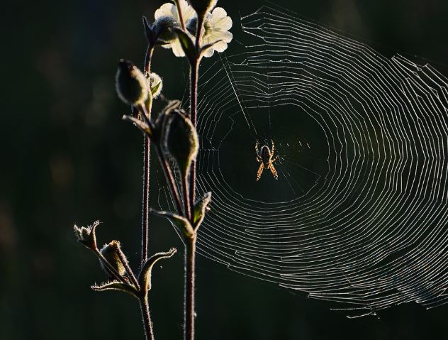 5 Spiritual Meanings of Dreaming about dead spider