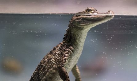 5 Spiritual Meanings of Dreaming about baby crocodile