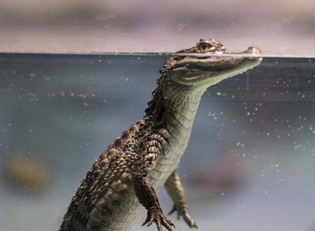5 Spiritual Meanings of Dreaming about baby crocodile