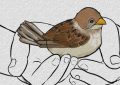 5 Spiritual Meanings of Dreaming about sparrows