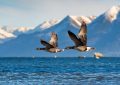 Spiritual Meanings of Dream about geese