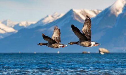 Spiritual Meanings of Dream about geese