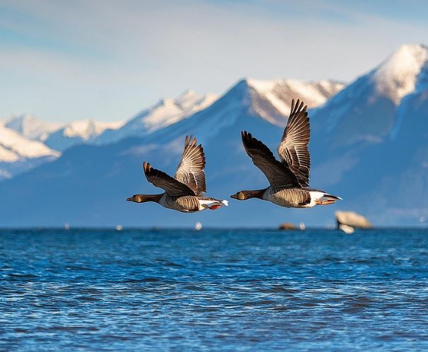 Spiritual Meanings of Dream about geese