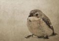 5 Spiritual Meanings of Dreaming about dead sparrows