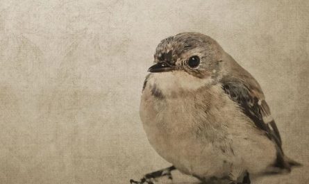 5 Spiritual Meanings of Dreaming about dead sparrows