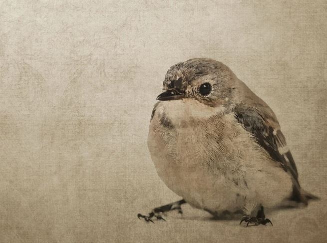 5 Spiritual Meanings of Dreaming about dead sparrows