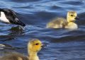 5 Spiritual Meanings of Dreaming about dead geese