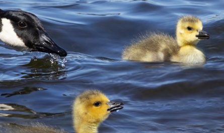 5 Spiritual Meanings of Dreaming about dead geese