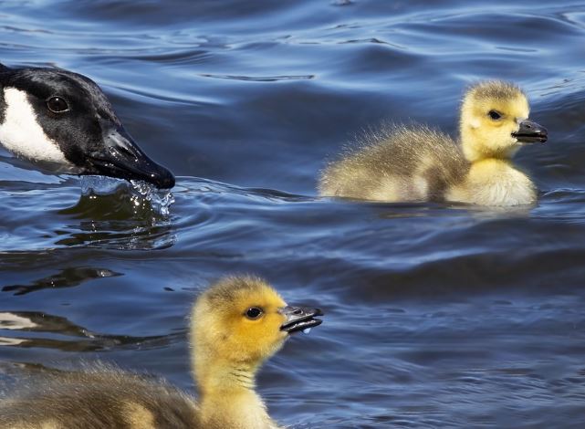 5 Spiritual Meanings of Dreaming about dead geese