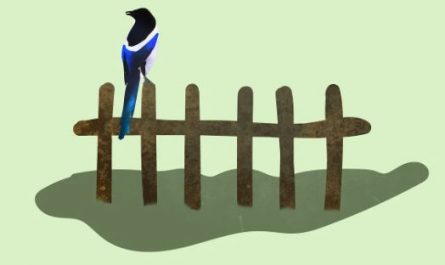 5 Spiritual Meanings of Dreaming about a dead magpie