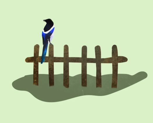 5 Spiritual Meanings of Dreaming about a dead magpie