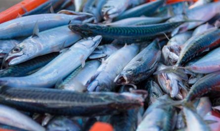 5 Spiritual Meanings of Dreaming about dead mackerel