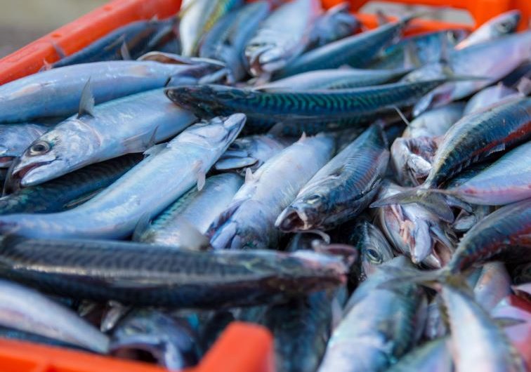 5 Spiritual Meanings of Dreaming about dead mackerel