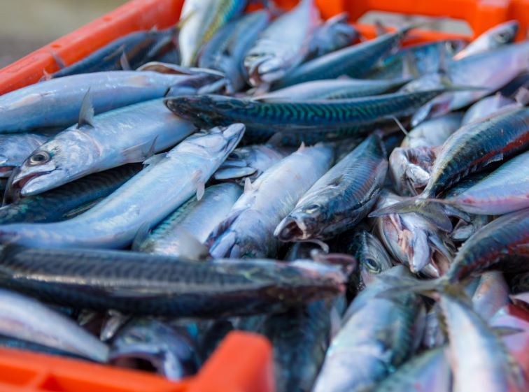 5 Spiritual Meanings of Dreaming about dead mackerel