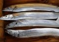 5 Spiritual Meanings of Dreaming about silver snapper