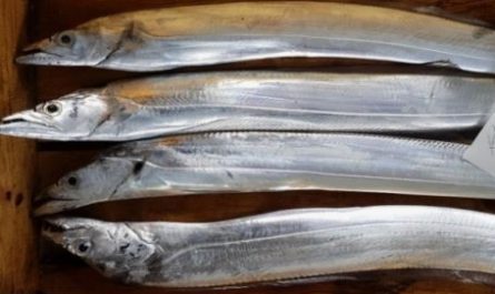 5 Spiritual Meanings of Dreaming about silver snapper