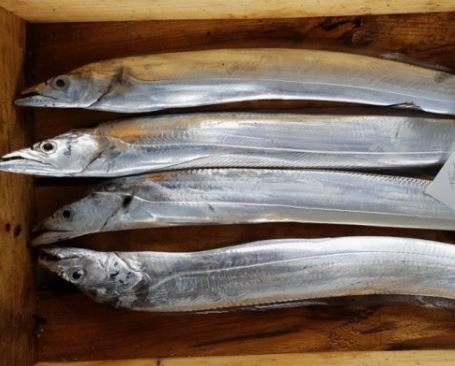 5 Spiritual Meanings of Dreaming about silver snapper