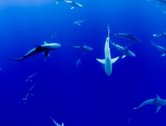 5 Spiritual Meanings of Dreaming about baby shark