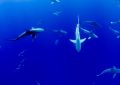 5 Spiritual Meanings of Dream about a large shark