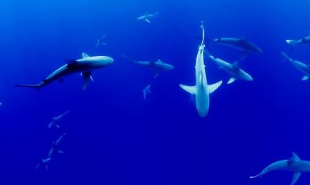 5 Spiritual Meanings of Dream about a large shark