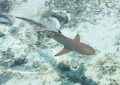5 Spiritual Meanings of Dreaming about dead shark