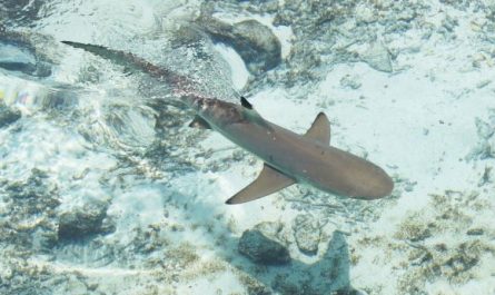 5 Spiritual Meanings of Dreaming about dead shark