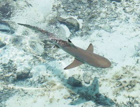 5 Spiritual Meanings of Dreaming about baby shark