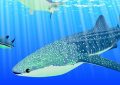 5 Spiritual Meanings of Dreaming about whale shark