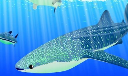 5 Spiritual Meanings of Dreaming about whale shark