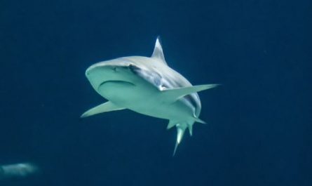 5 Spiritual Meanings of Dreaming about shark