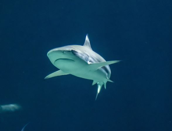 5 Spiritual Meanings of Dreaming about shark