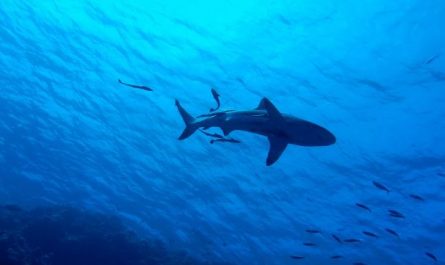5 Spiritual Meanings of Dreaming about being chased by a shark