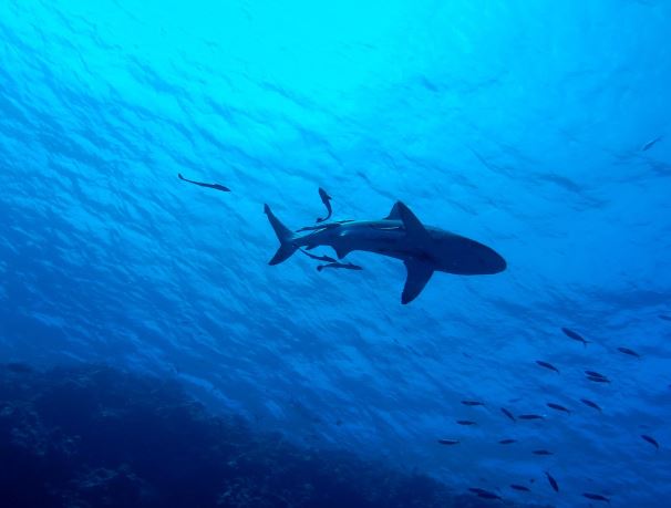 5 Spiritual Meanings of Dreaming about being chased by a shark