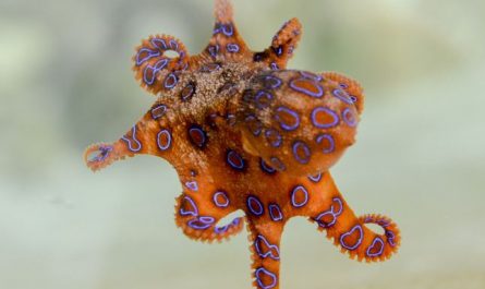 5 Spiritual Meanings of Dreaming about baby octopus