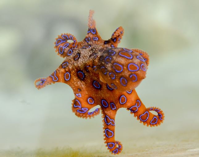 5 Spiritual Meanings of Dreaming about baby octopus