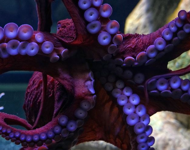 5 Spiritual Meanings of Dreaming about a big octopus