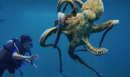 5 Spiritual Meanings of Dreaming about eating a giant octopus