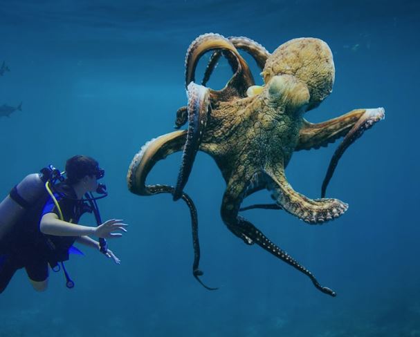 5 Spiritual Meanings of Dreaming about eating a giant octopus