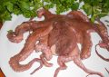 5 Spiritual Meanings of Dreaming about eating octopus